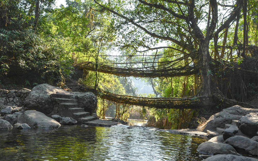 Double Decker Living Root Bridge